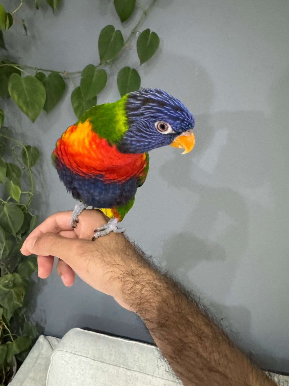 Super Apprivoisée loriquet (EAM), Animaux & Accessoires, Femelle