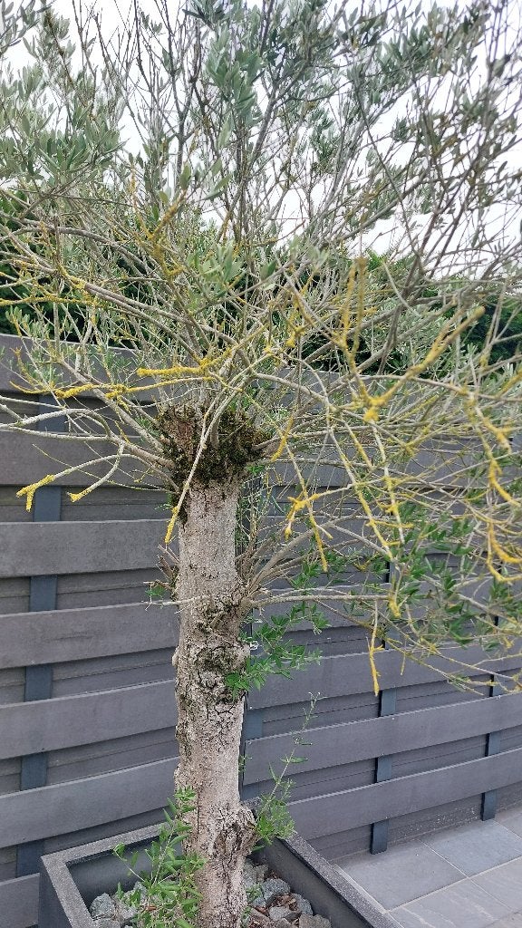 Olijfboom, Tuin en Terras, Planten | Bomen, Ophalen, In pot, Olijfboom, 100 tot 250 cm