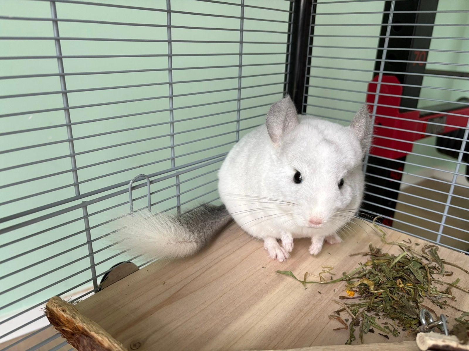 Cage + accessoires + nourriture, Animaux & Accessoires, Enlèvement, Cage, Chinchilla