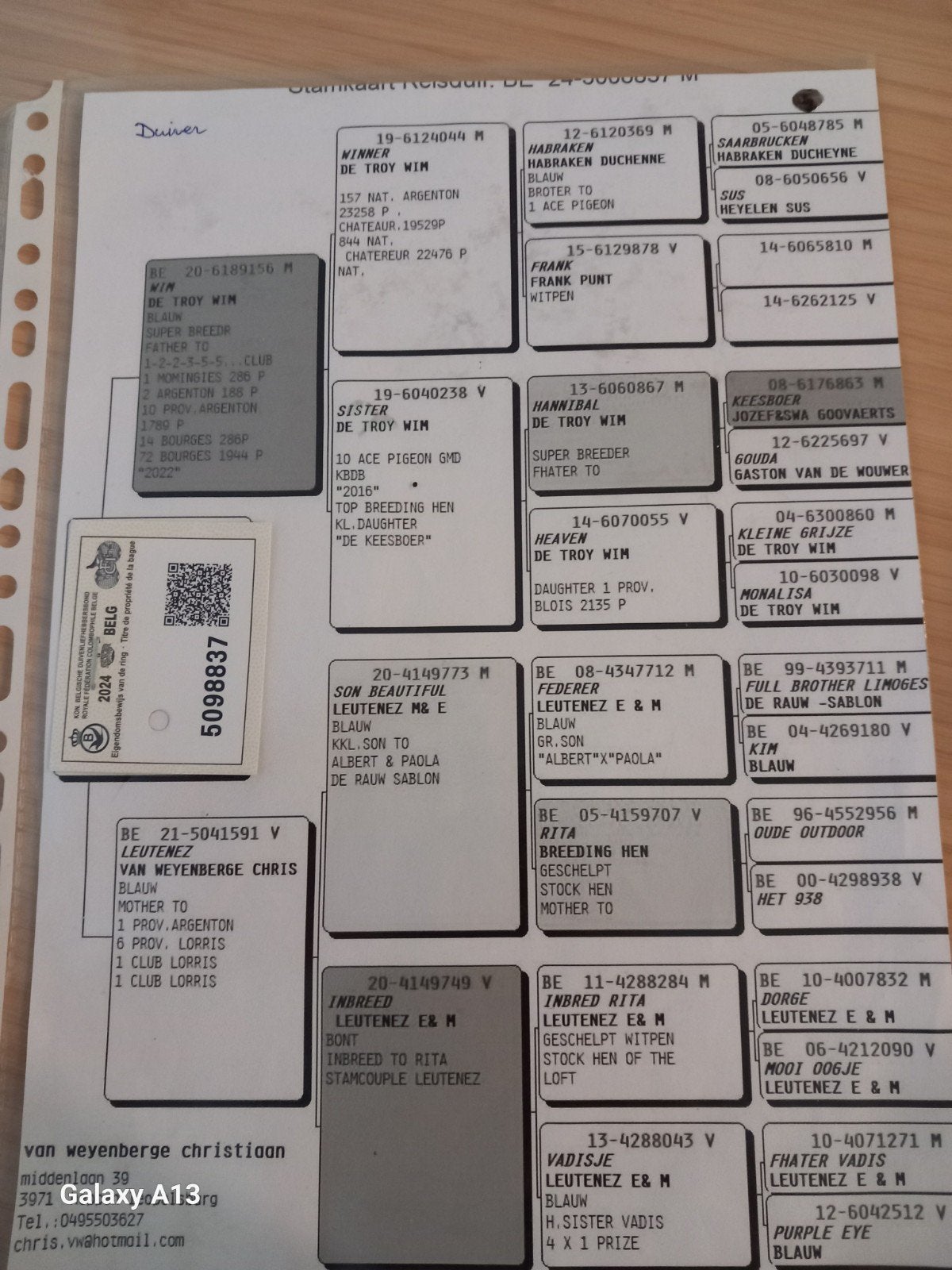 kweekduiver van weyenberge, Dieren en Toebehoren, Mannelijk, Postduif