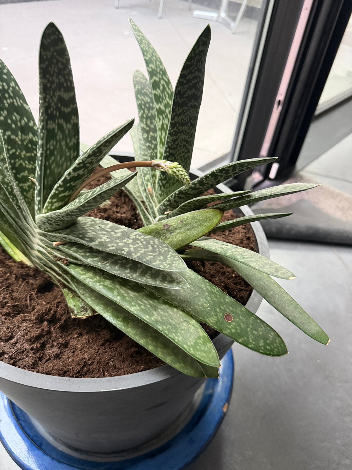 Gasteria stekjes, Huis en Inrichting, Ophalen, Vetplant