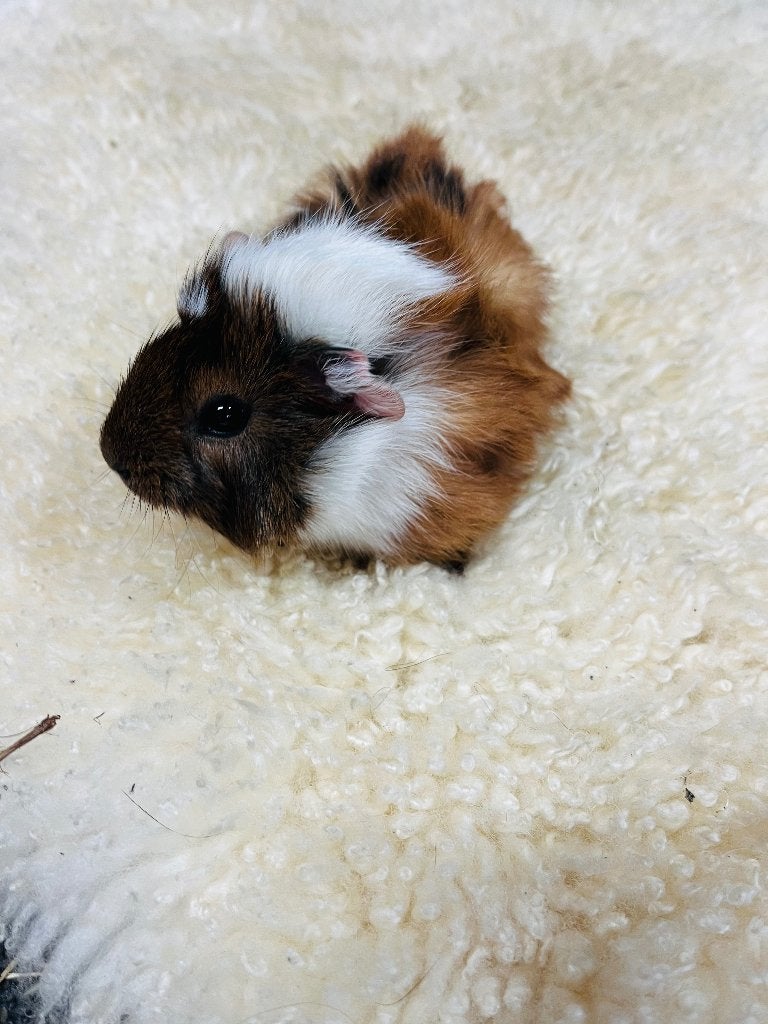 Cavia beertje, Animaux & Accessoires, Mâle, Domestique, Septembre, Cobaye