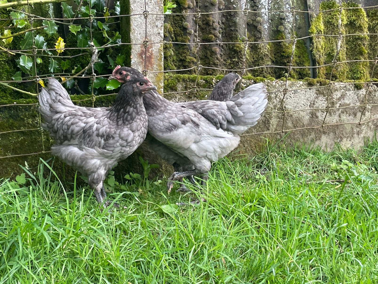 Jong koppel australorps, Animaux & Accessoires, Volatiles