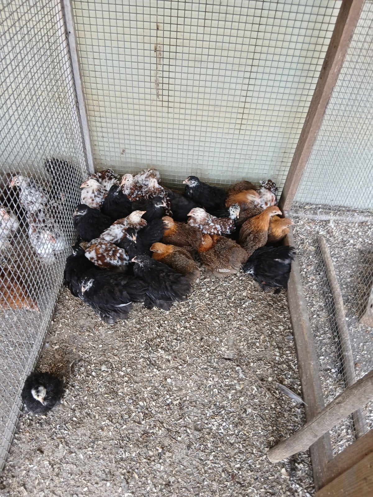 Cochin krielen hennen en hanen, Dieren en Toebehoren