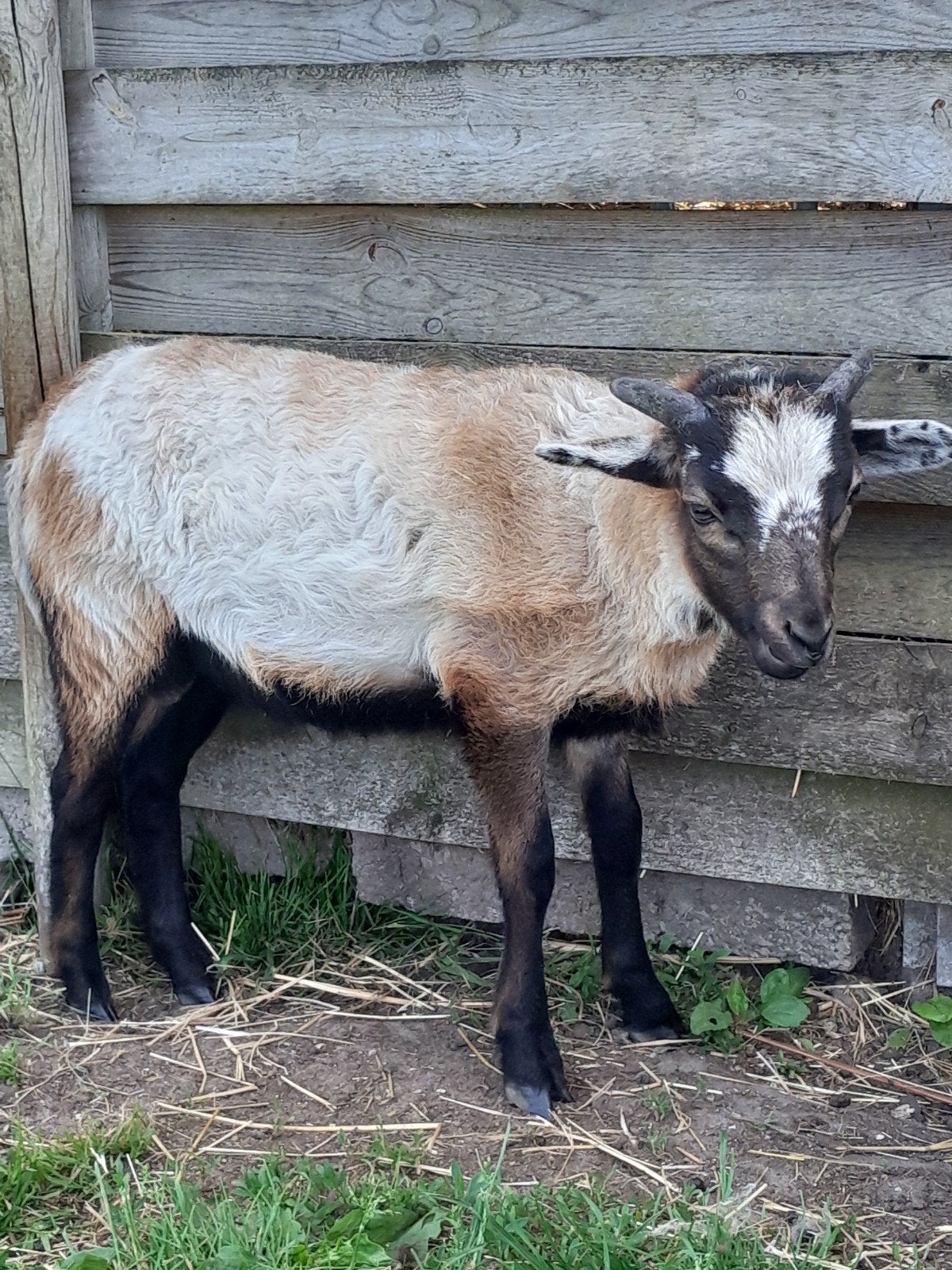 Kameroenschaap ram, Dieren en Toebehoren, Schapen, Geiten en Varkens, Mannelijk, Schaap, 0 tot 2 jaar