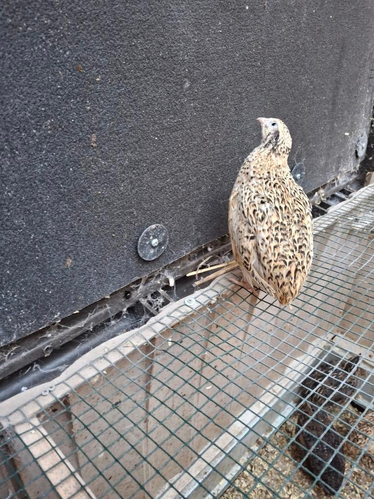 Japanse kwartel hen, Dieren en Toebehoren, Pluimvee