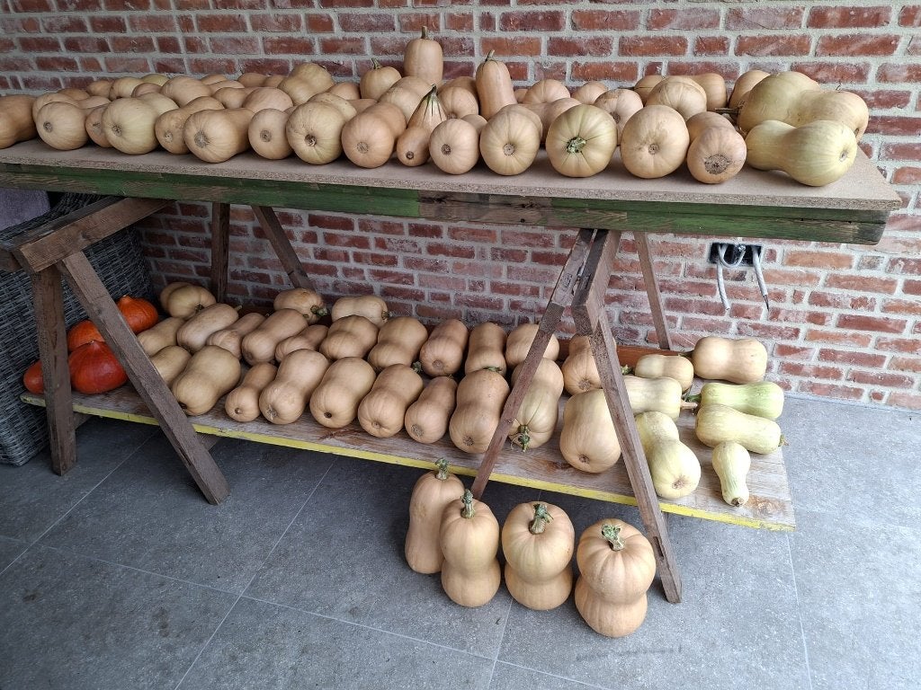Pompoenen butternut, Ophalen
