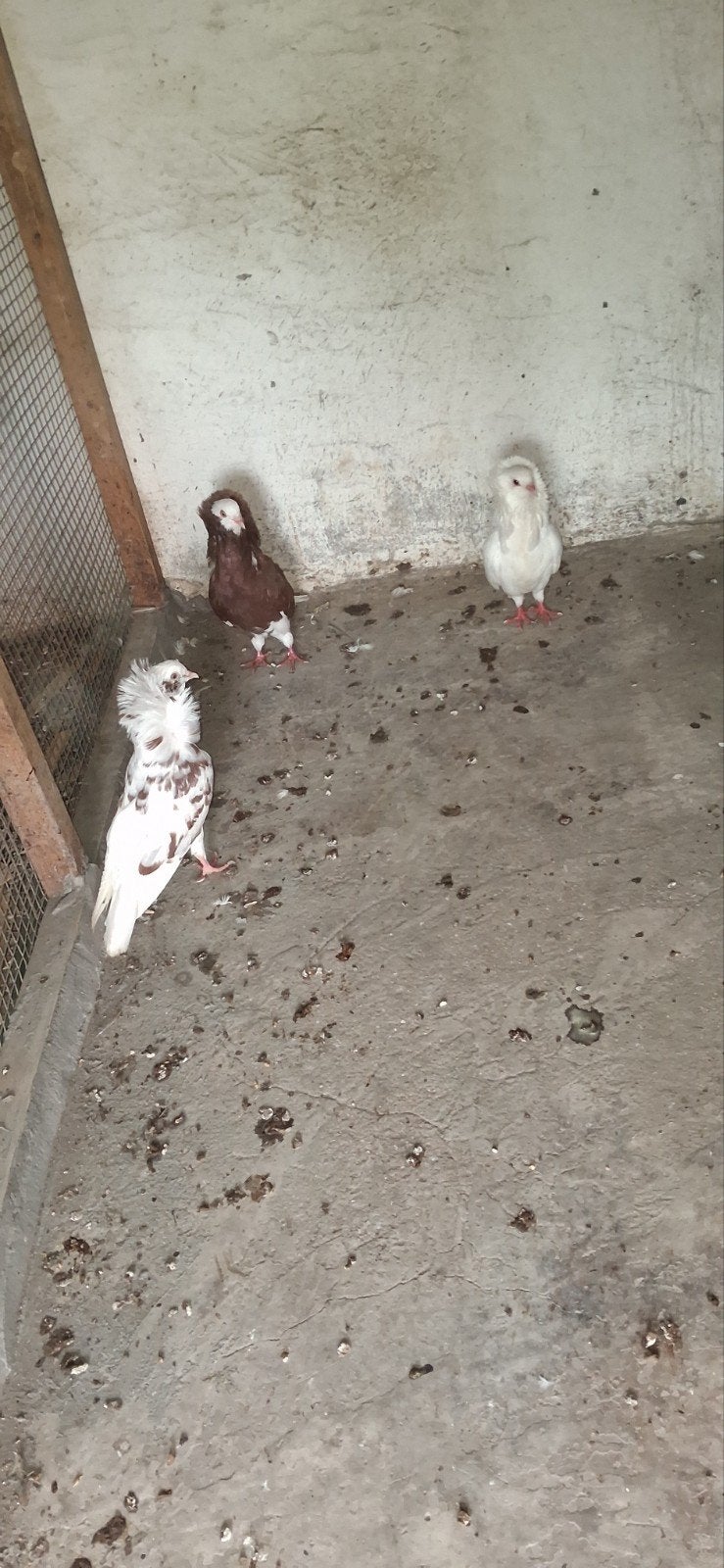 duiven, Dieren en Toebehoren, Vogels | Duiven
