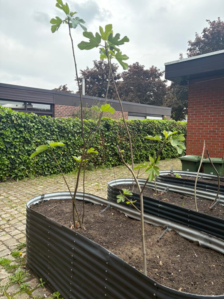 Vijgenboom, Tuin en Terras, Planten | Bomen, Ophalen