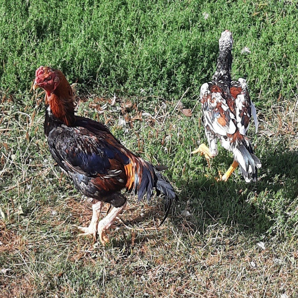 Shamo hanen zoeken nieuwe thuis, Dieren en Toebehoren, Mannelijk, Kip