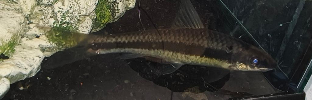 Siamese algeneter, Dieren en Toebehoren, Vis, Zoetwatervis, Schoolvis