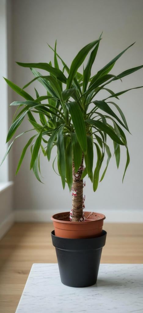 Grote, goed verzorgde Dracaena met mooie groene- bladeren., Huis en Inrichting, Kamerplanten, Ophalen