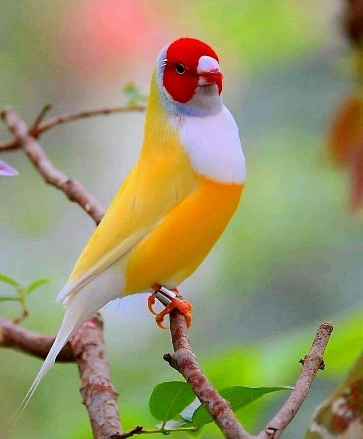 Je cherche un couple de gould diamant 2026., Animaux & Accessoires, Oiseaux | Oiseaux Autre