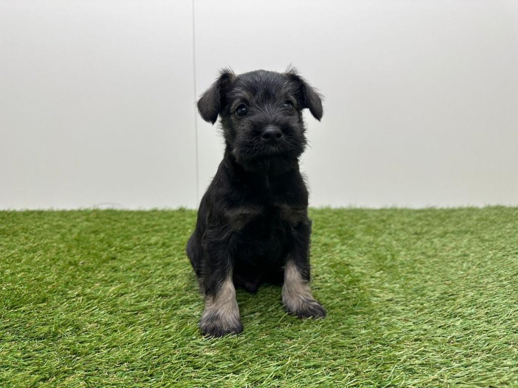 Portée de chiots Schnauzer miniature, Animaux & Accessoires, Autres races, Plusieurs, Hépatite contagieuse (maladie de Rubarth)