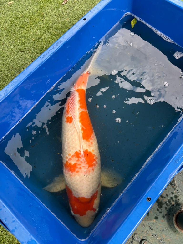 Kohaku 70/72 cm