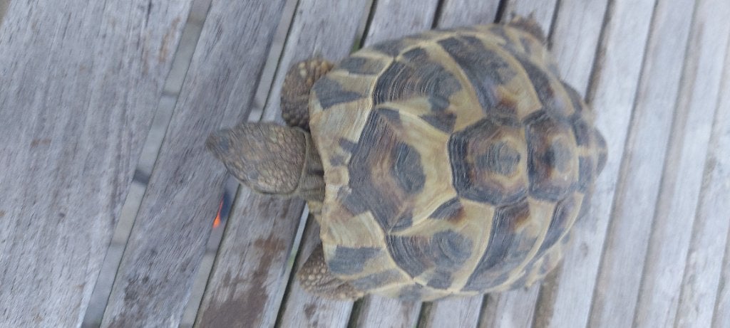 Griekse landschildpad, Dieren en Toebehoren, Reptielen en Amfibieën, Schildpad, 3 tot 6 jaar