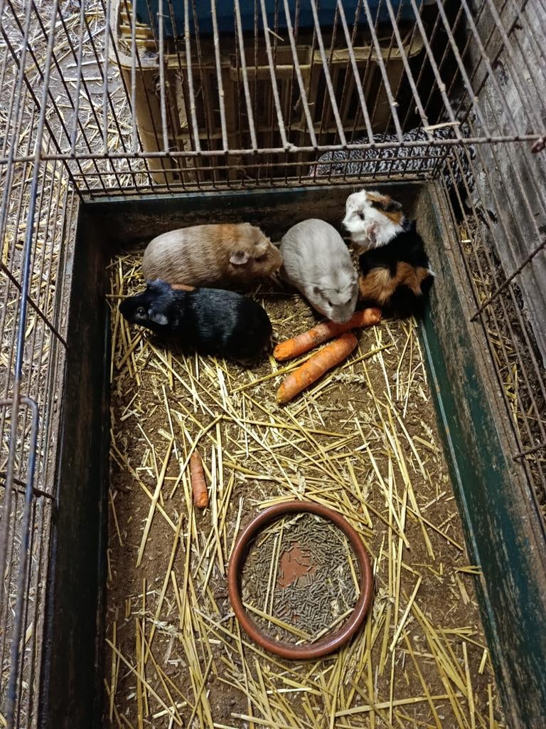 Cavia beertjes, Dieren en Toebehoren, Knaagdieren, Mannelijk, Cavia, Oktober, Tam