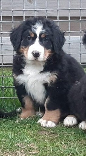 Chiots de montagne bernois, Animaux & Accessoires, Chiens | Bergers & Bouviers, Chien (mâle), Hépatite contagieuse (maladie de Rubarth)