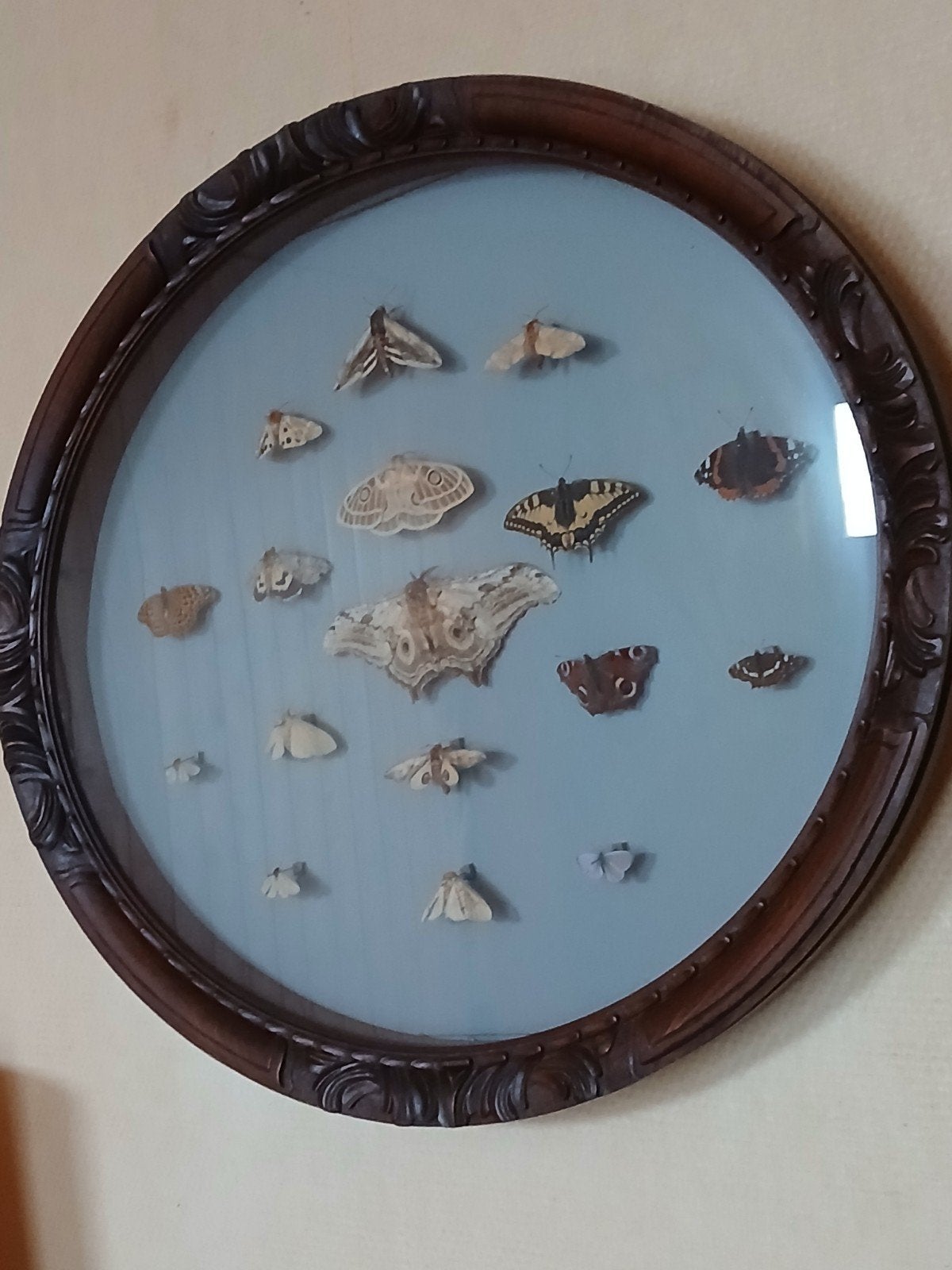 insektenverzameling, Ophalen, Insect, Opgezet dier