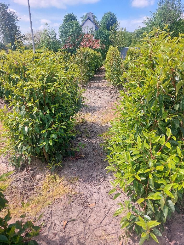 Laurier portugais - Prunus lusitanica, Enlèvement, Laurier, Haie, 100 à 250 cm