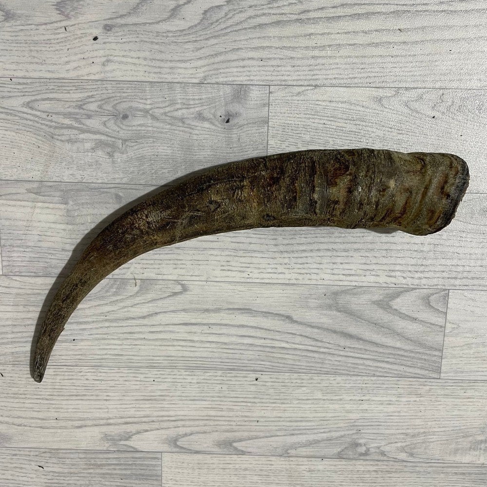Waterbuffel hoorn los 55cm nr 327 | Lederstore, Collections, Enlèvement ou Envoi, Neuf, Animal de ferme, Bois ou Tête