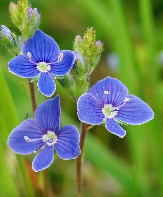 Veronica chamaedrys (gewone Ereprijs), Tuin en Terras, Ophalen, Vaste plant, Bodembedekkers, Halfschaduw