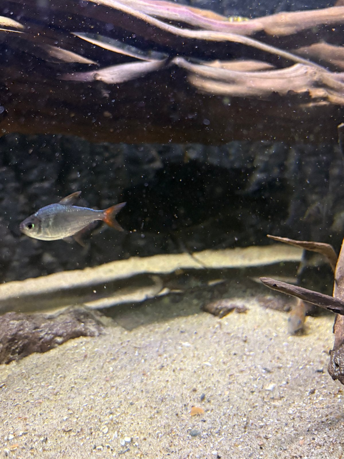 Frontosa