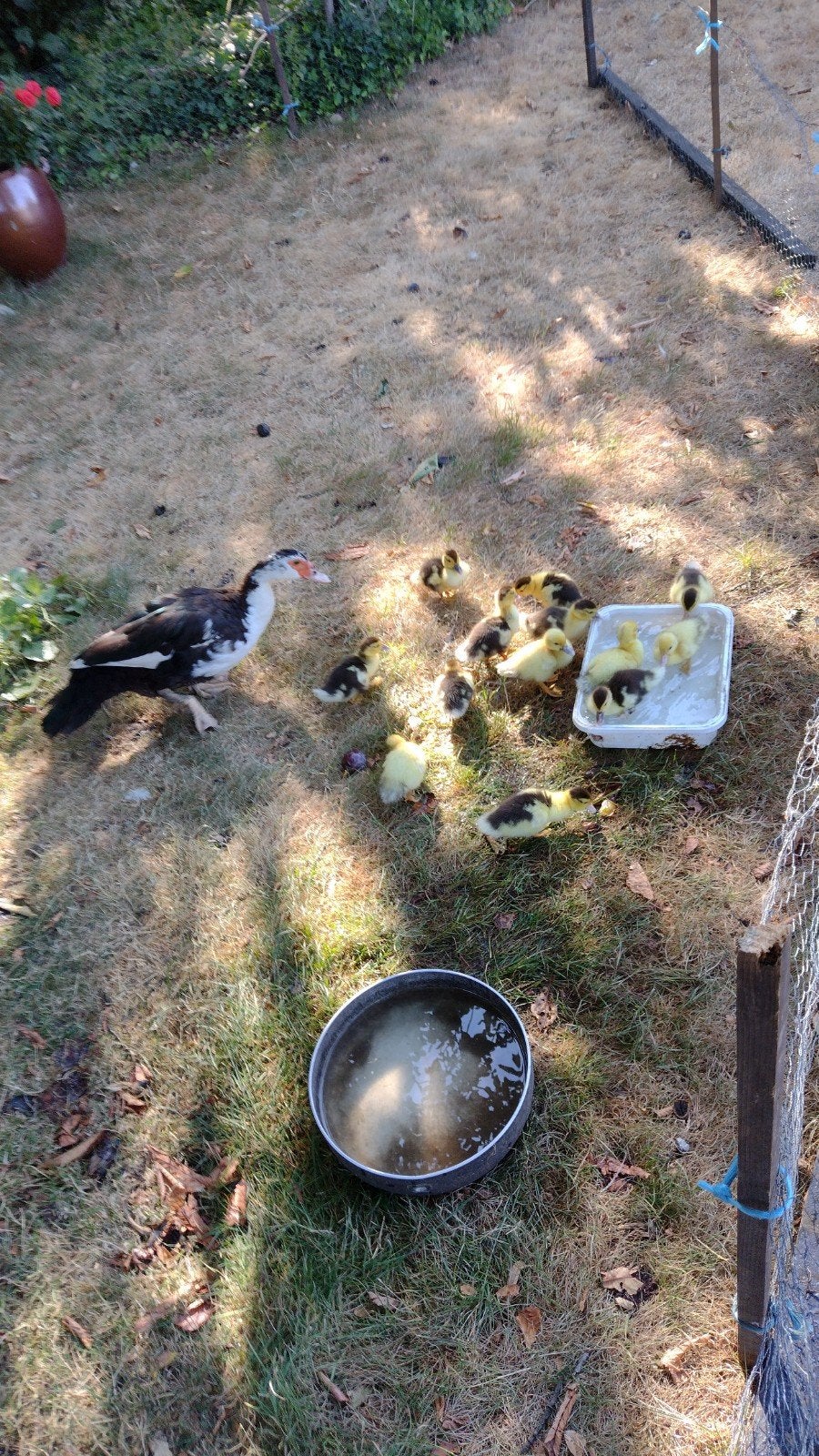 barberie eend met 13 kleine eendjes., Eend