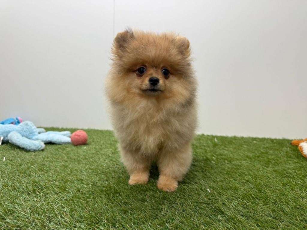 Chiots Loulou de Poméranie, Loulou, Hépatite contagieuse (maladie de Rubarth), Plusieurs, Belgique
