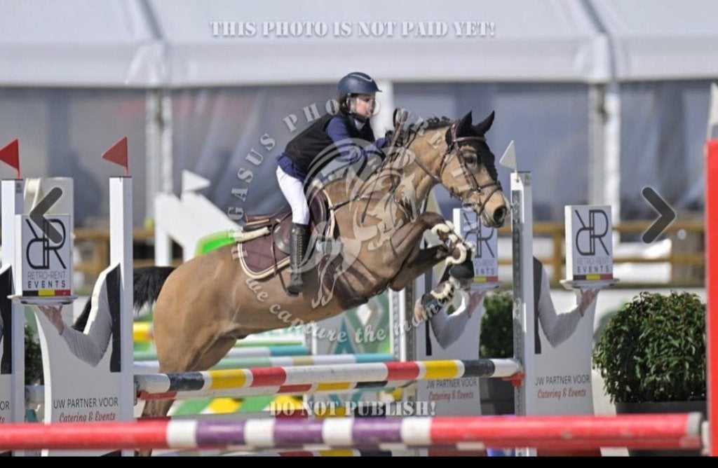 Knappe, ervaren en allround D-pony Ruin (12 jaar - 146cm), B, 11 ans ou plus, Poney D (1.37 m à 1.48m), Poney de saut