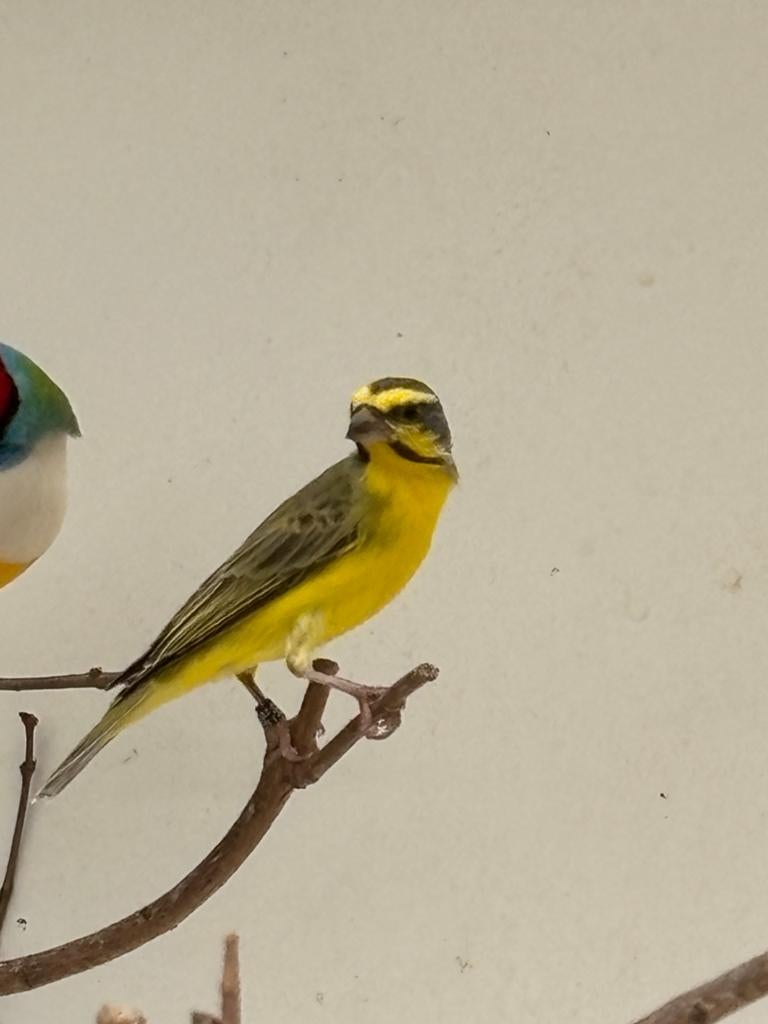 Mozambiquesijs man, Dieren en Toebehoren, Vogels | Overige Vogels, Geringd