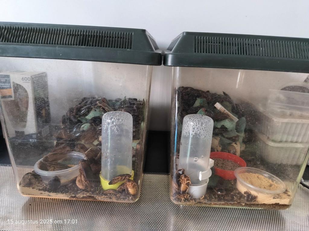 Gezonde Blaptica Dubia als voedseldieren voor reptielen, Dieren en Toebehoren