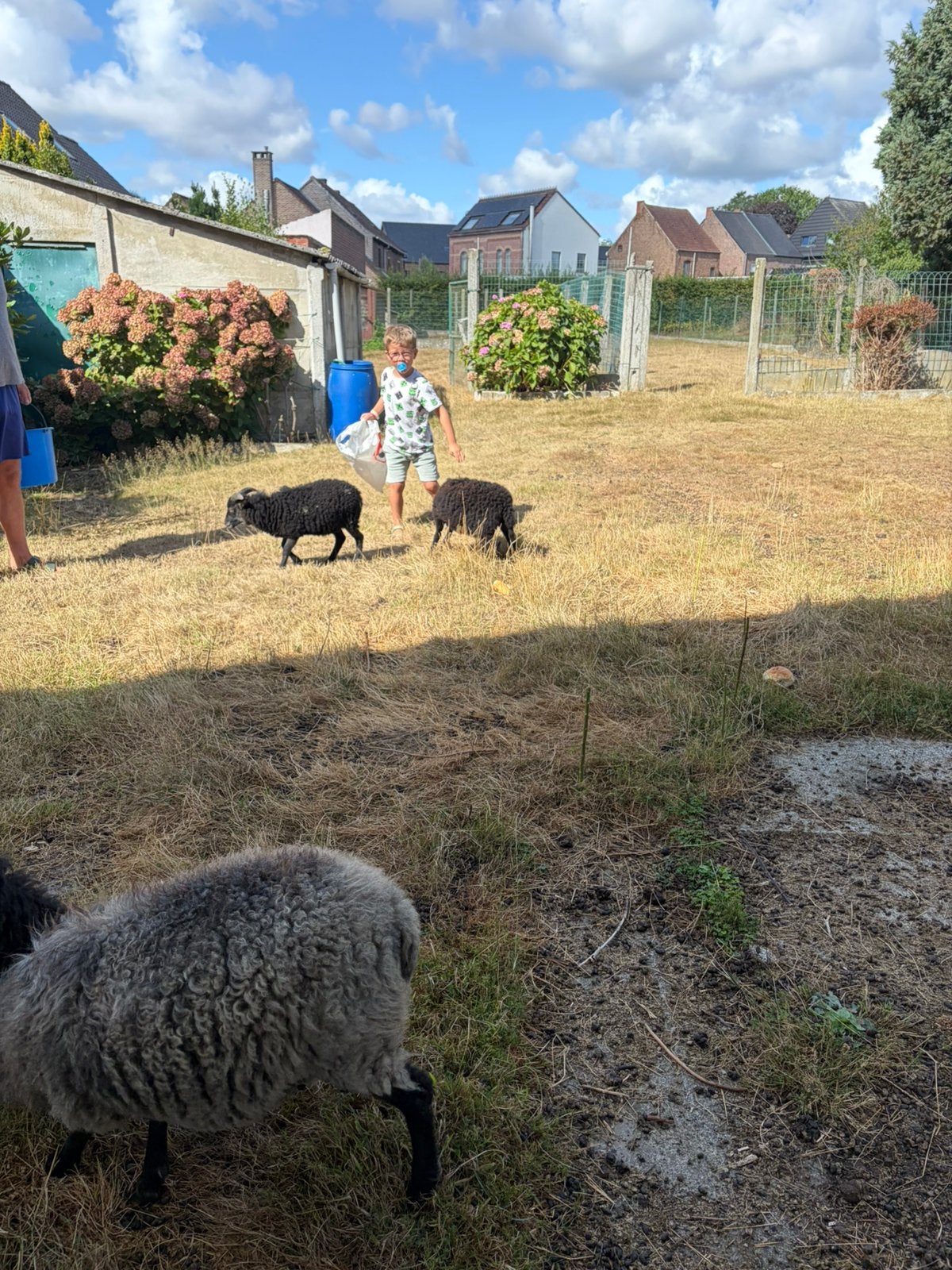 3 ouessant ooitjes te koop !