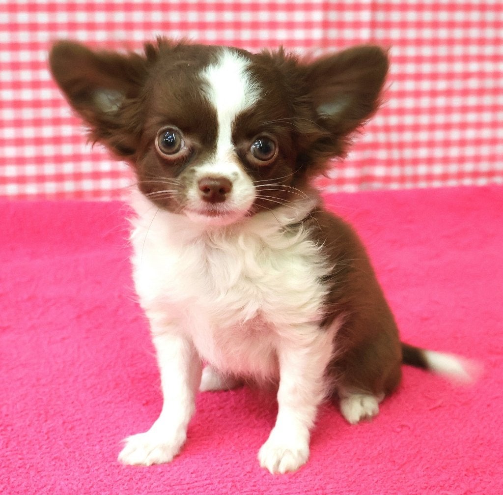Super leuke Chihuahua pups!, 15 weken tot 1 jaar, Buitenland, Teef, CDV (hondenziekte)