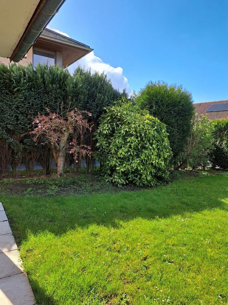 Laurel japonais GRATUIT, Enlèvement, Laurier