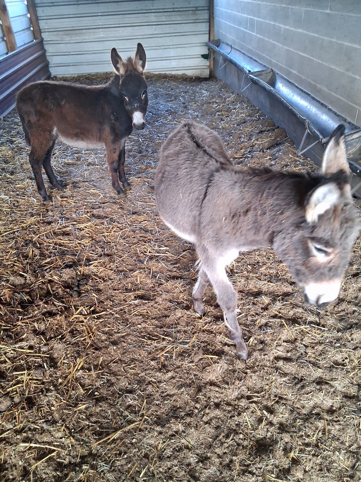ezels, Animaux & Accessoires