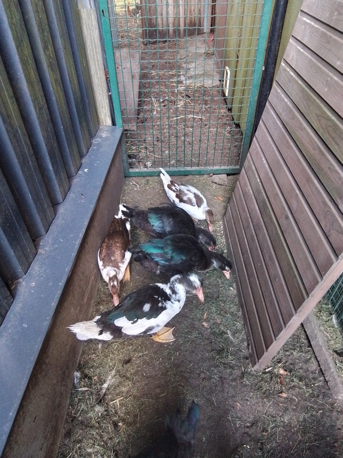 Barberie eenden, Dieren en Toebehoren, Pluimvee