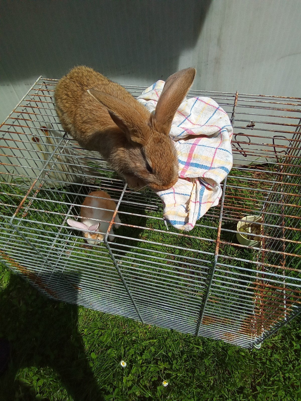Des géants flamands purs à vendre, Plusieurs animaux, Grand, 0 à 2 ans