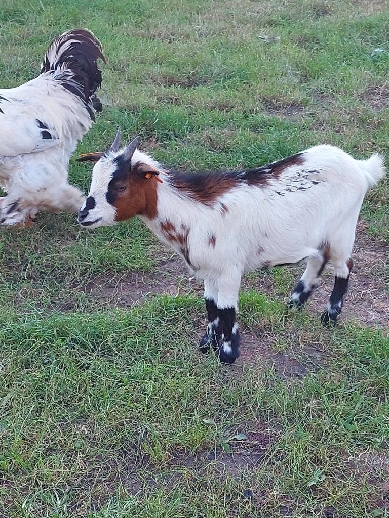 Geitenbokje, Dieren en Toebehoren, Mannelijk, Geit, 0 tot 2 jaar