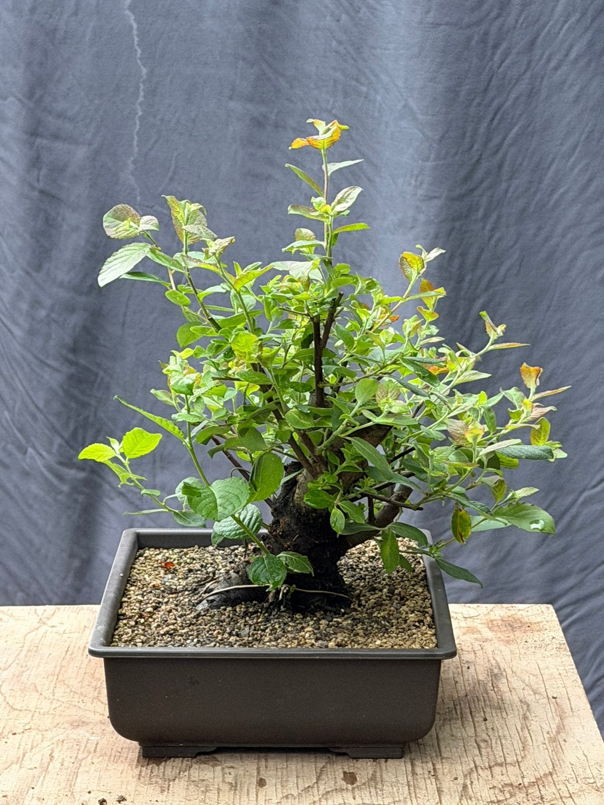 Bonsai wilg pre bonsai, Tuin en Terras, Planten | Bomen, Ophalen