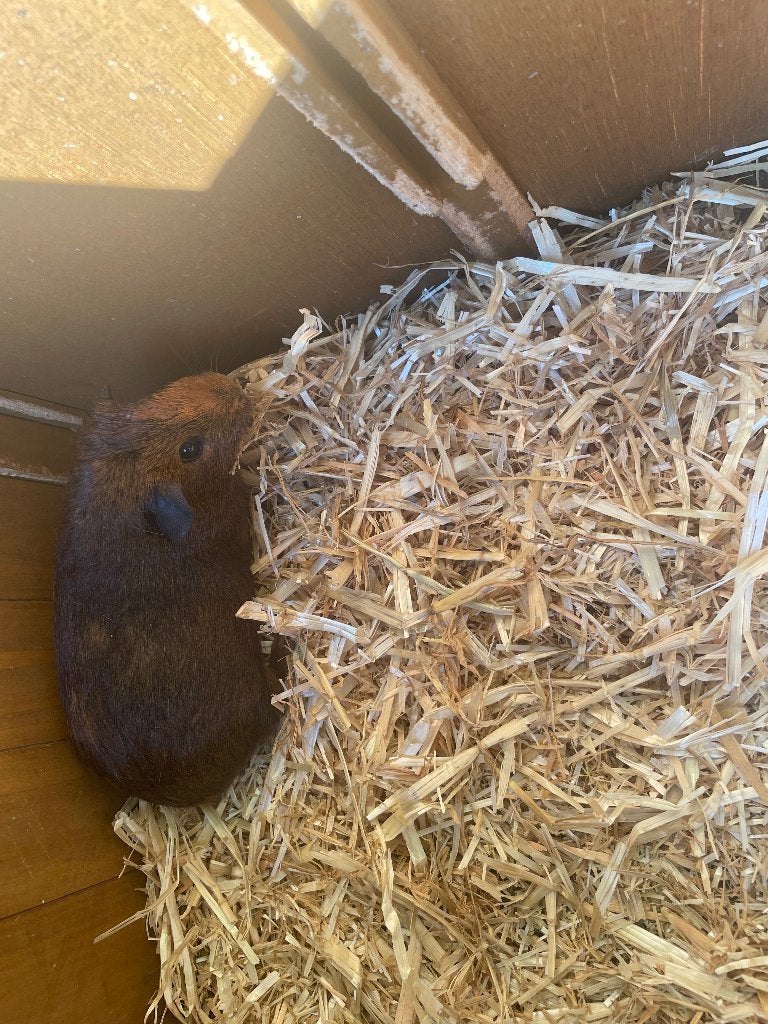 Te koop mooie cavia’s, Animaux & Accessoires, Rongeurs, Plusieurs animaux, Cobaye, Avril, Domestique