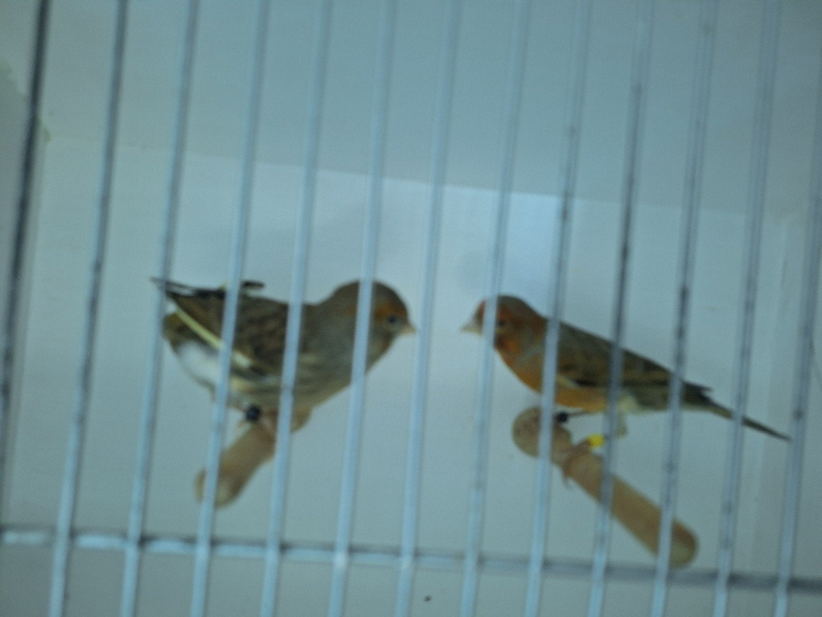 Canaris arlequins, Animaux & Accessoires, Oiseaux | Canaris