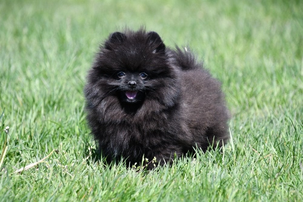Chiot de Poméranie à vendre, Animaux & Accessoires, 15 semaines à 1 an, Étranger, Loulou, Chien (mâle)