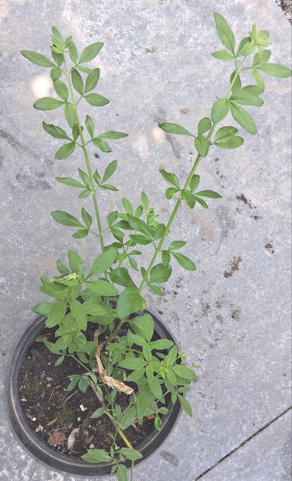 Winter Jasmijn, klimplant, Tuin en Terras, Ophalen