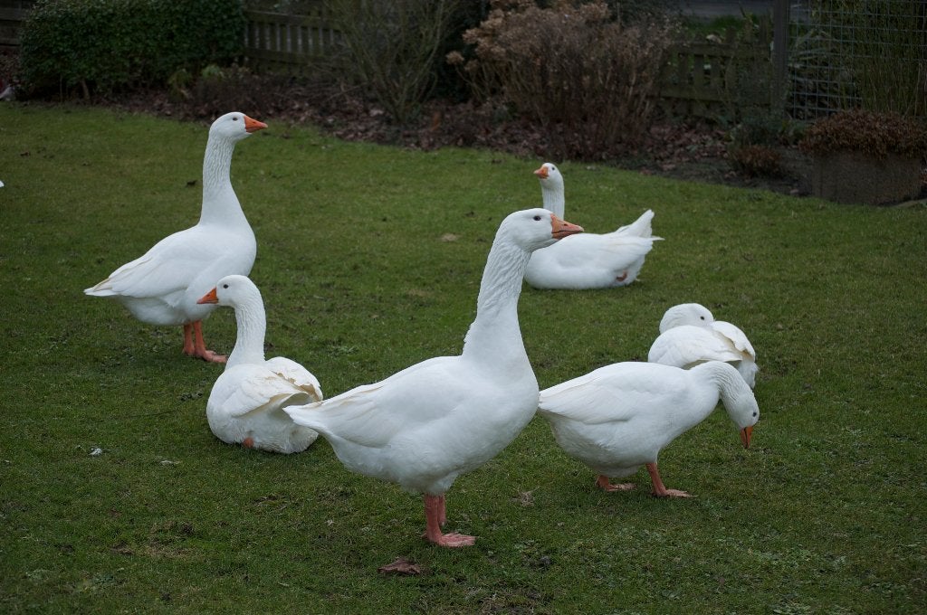 ganzen, Dieren en Toebehoren, Pluimvee, Meerdere dieren, Gans of Zwaan