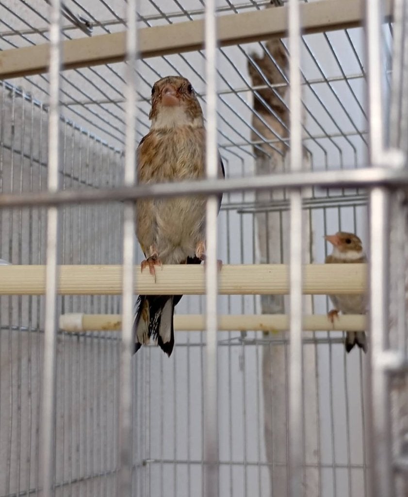 Mal et femelle gb, Animaux & Accessoires, Oiseaux | Canaris, Femelle