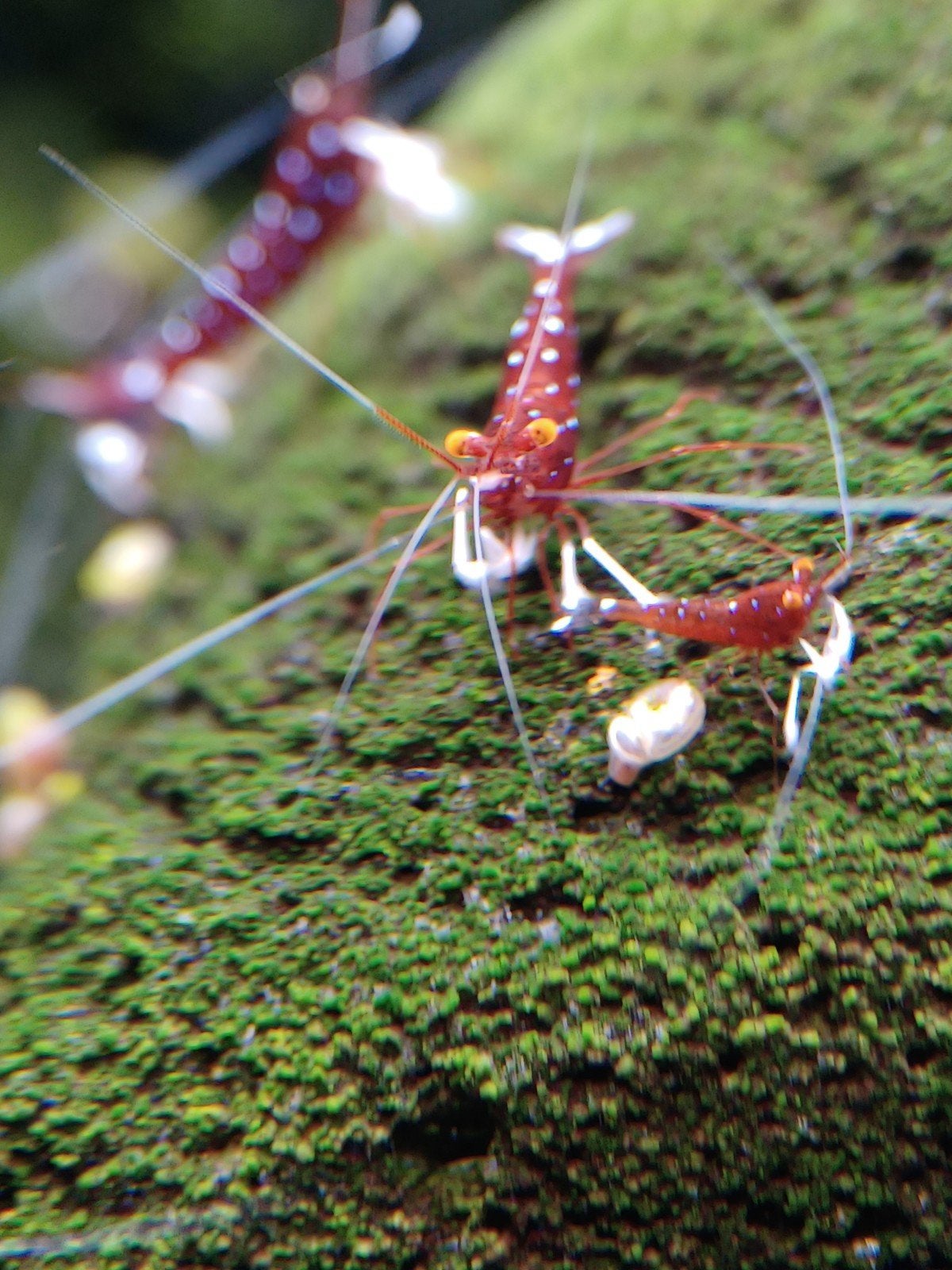 différents types de crevettes du Sulawesi