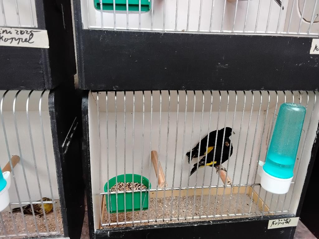 Zwarte sijs, Dieren en Toebehoren, Vogels | Overige Vogels, Vrouwelijk, Tropenvogel, Geringd