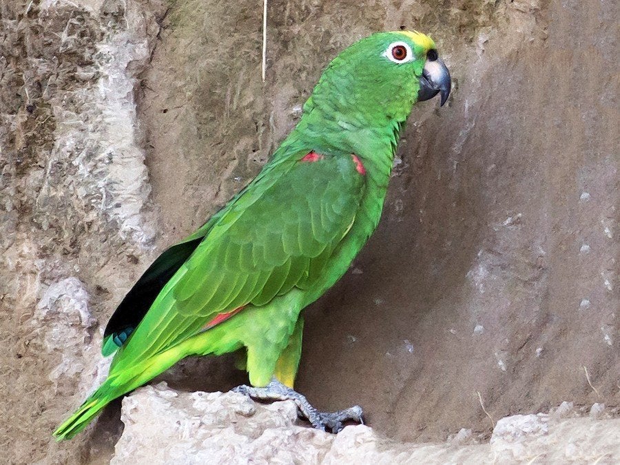 Bébé Amazone à front jaune, Animaux & Accessoires, Bagué