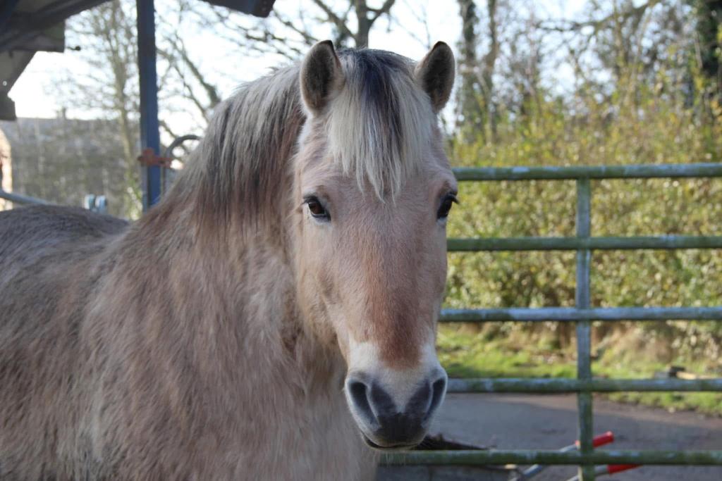 VERZORG(ST)ER GEZOCHT, Dieren en Toebehoren, Paarden, Minder dan 160 cm, Ruin, Zadelmak, 11 jaar of ouder